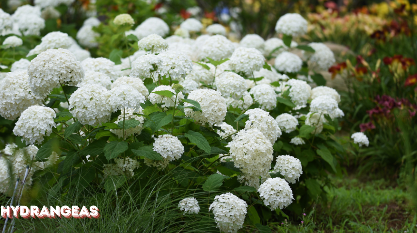 When Do Hydrangeas Bloom in Tennessee?