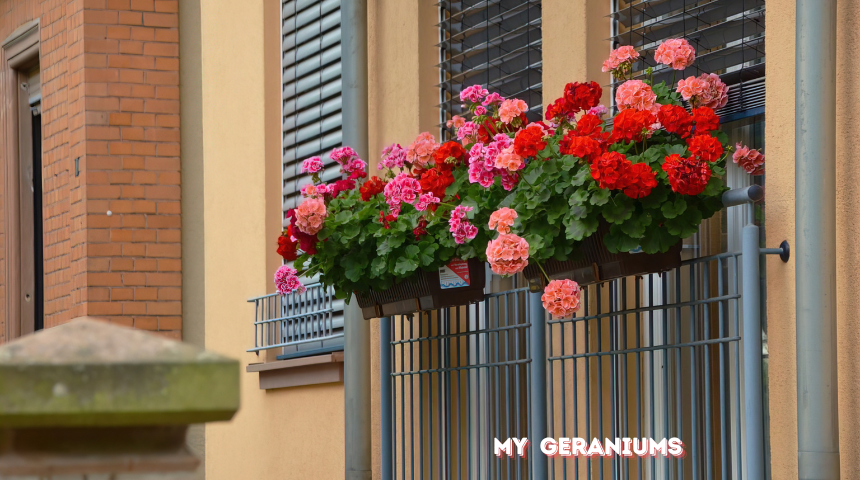 What Not To Plant With Geraniums