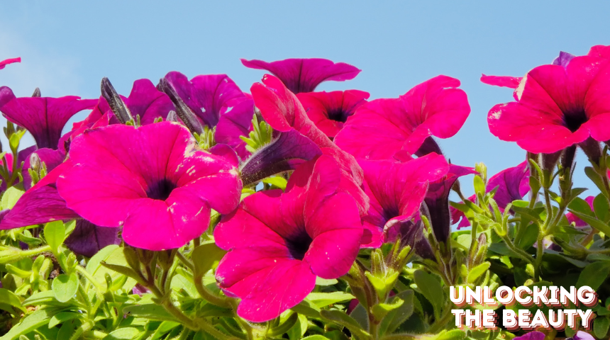 Do Morning Glories Come Back Every Year?