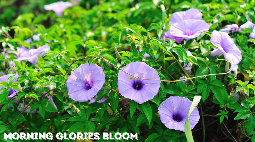 Do Morning Glories Come Back Every Year?