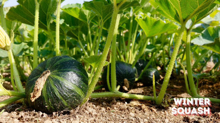 How To Plant And Grow Winter Squash?