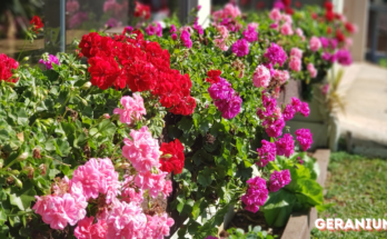 What Not To Plant With Geraniums