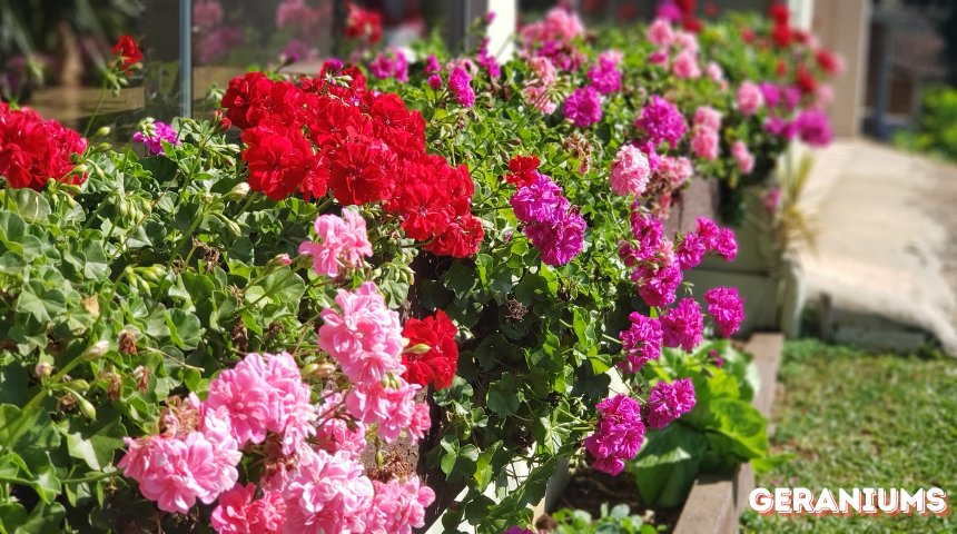 What Not To Plant With Geraniums