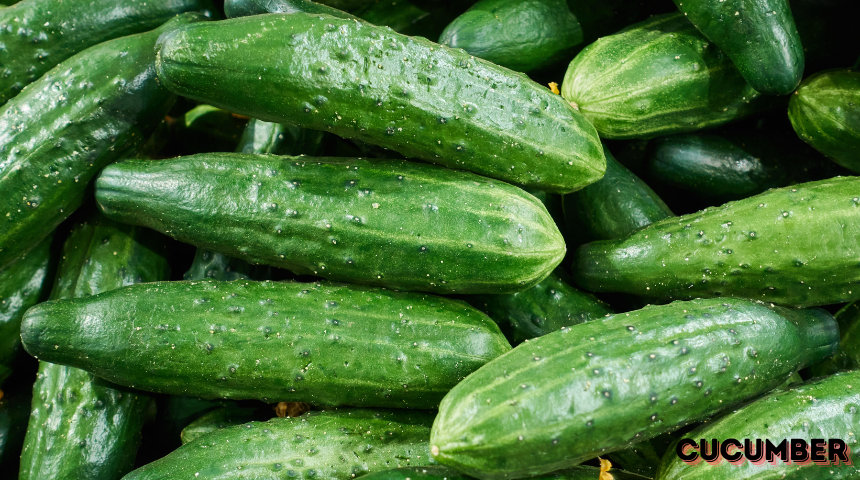 How To Plant and Grow Cucumber?