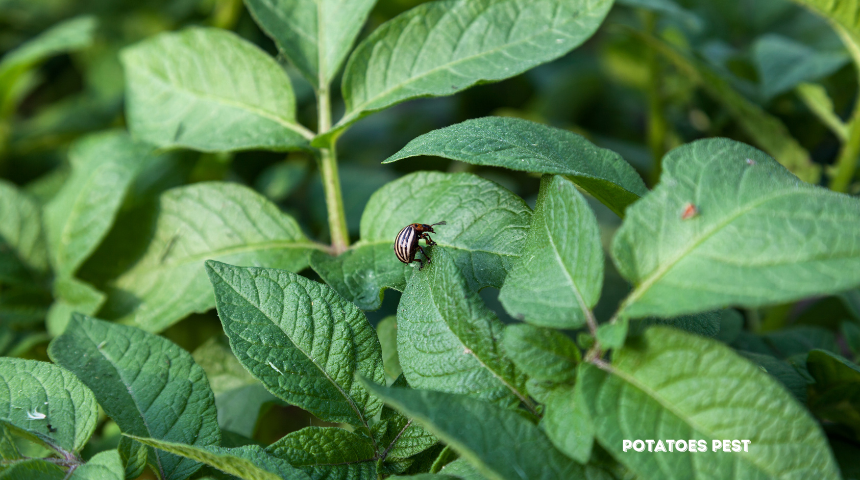 When To Plant Potatoes in Alabama? 