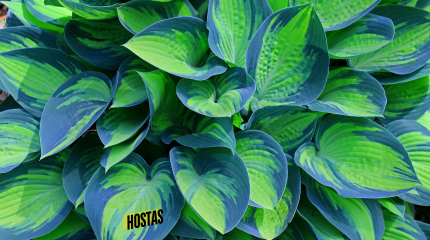 How To Make Hostas Grow Bigger?