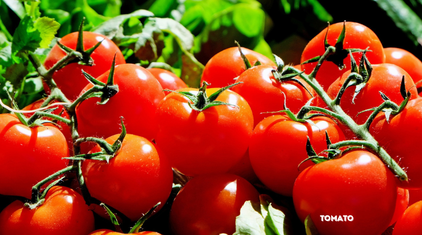 How to Get Rid of Tiny Black Bugs on Tomato Plants?