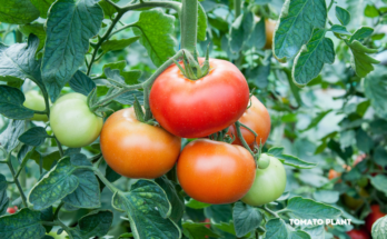 How to Get Rid of Tiny Black Bugs on Tomato Plants?