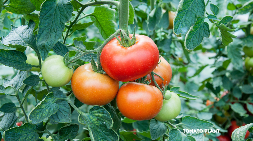 How to Get Rid of Tiny Black Bugs on Tomato Plants?