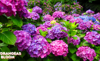 When Do Hydrangeas Bloom in Tennessee?