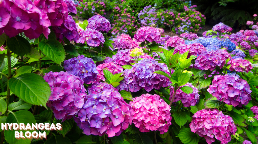 When Do Hydrangeas Bloom in Tennessee?