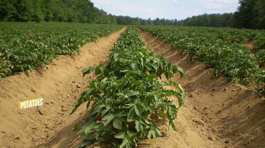 When To Plant Potatoes in Alabama? 