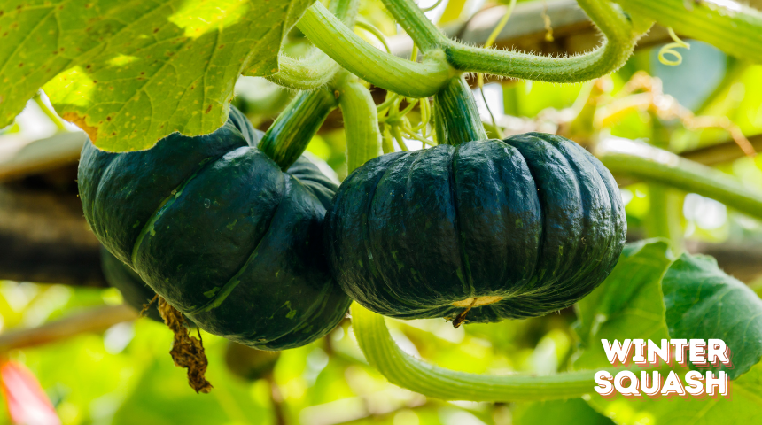 How To Plant And Grow Winter Squash?