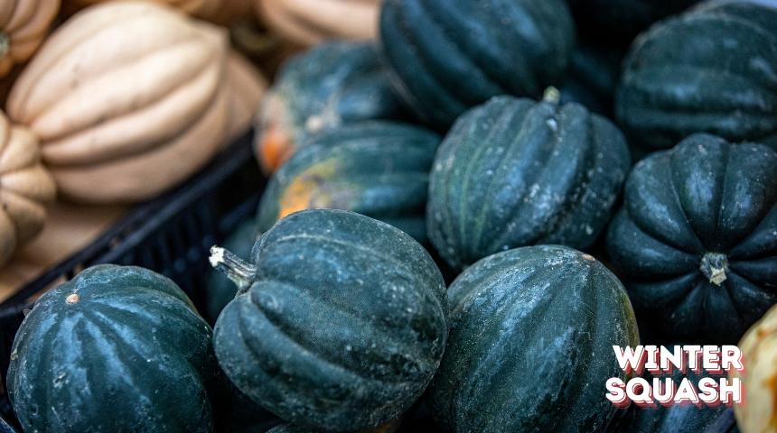 How To Plant And Grow Winter Squash?