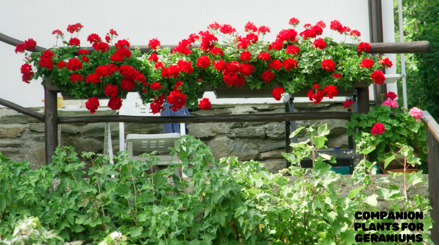 What Not To Plant With Geraniums