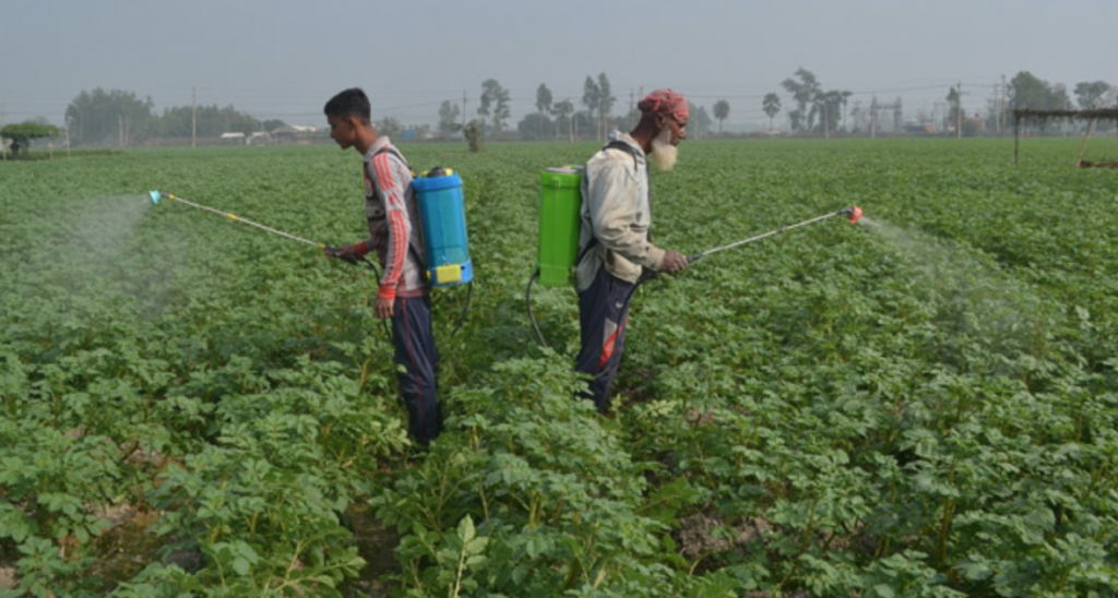 When To Plant Potatoes in Alabama?