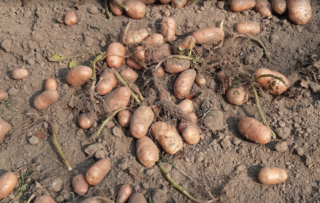  When To Plant Potatoes in Alabama? 