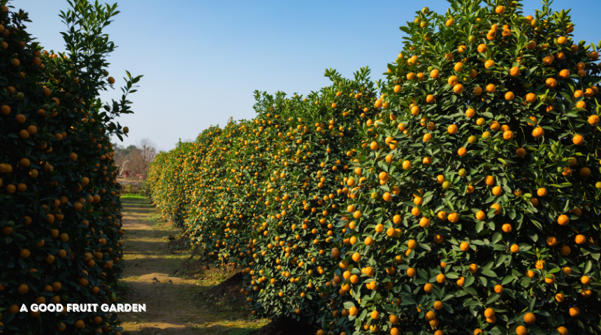 How To Make A Good Fruit Garden?