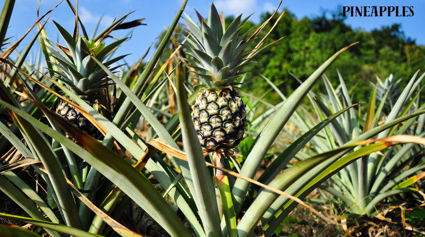 What Is A Tropical Fruit Garden