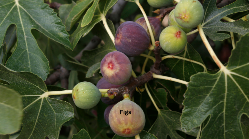 The 10 Best Ideas for Fruit Garden 