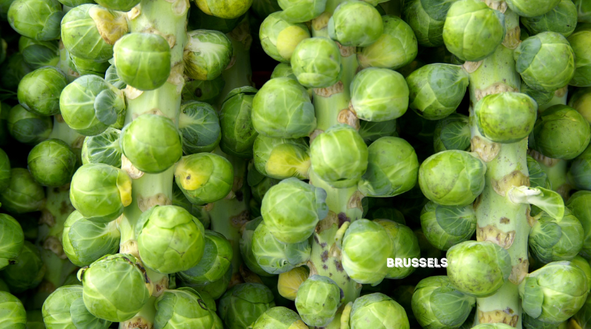 How To Plant And Grow Brussels Sprouts?