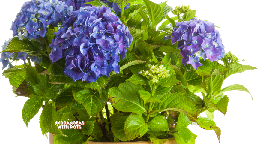 Can Hydrangeas Survive Winter In Pots?