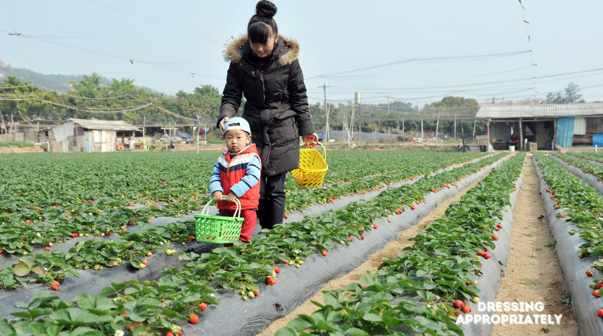 What To Wear To Pick Strawberries?  