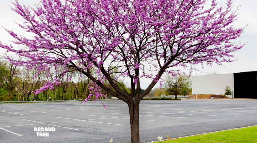 How To Grow And Care For Redbud Tree?