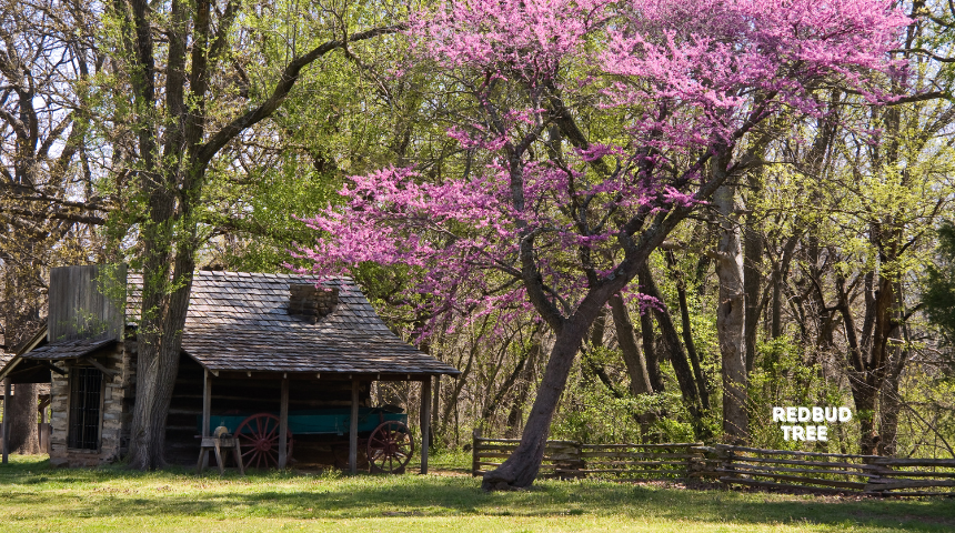 How To Grow And Care For Redbud Tree?