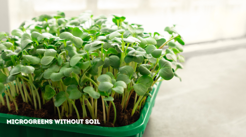 How To Grow Microgreens Without Soil?