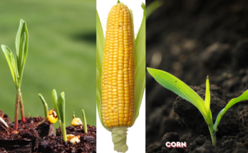 How Do I Grow Corn