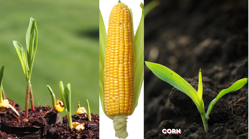 How Do I Grow Corn