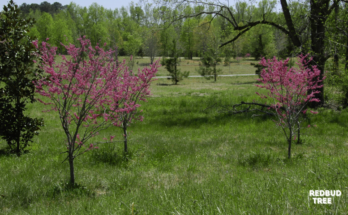 How To Grow And Care For Redbud Tree?