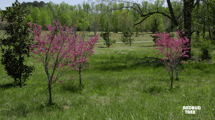 How To Grow And Care For Redbud Tree?