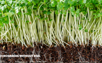 How To Grow Microgreens Without Soil