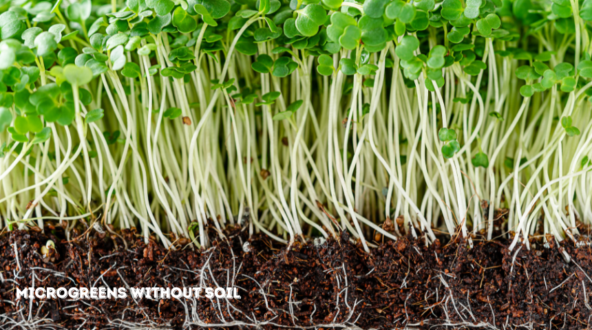 How To Grow Microgreens Without Soil