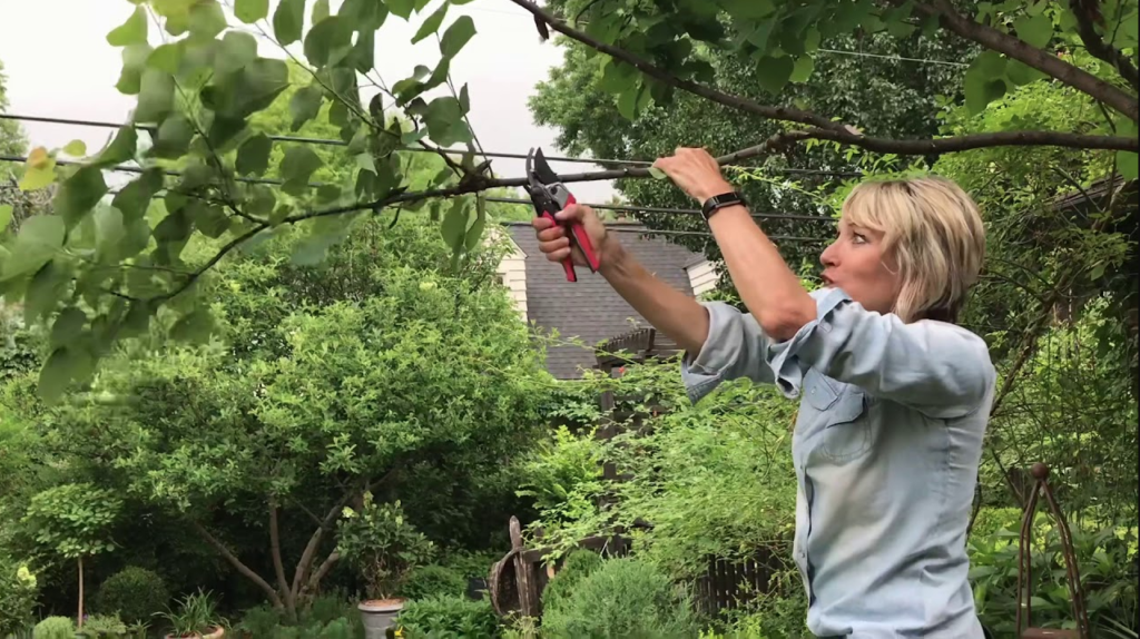 How To Trim A Redbud Tree?