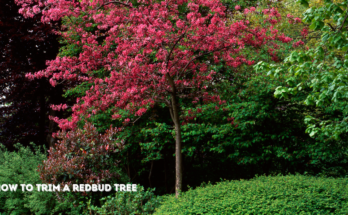 How To Trim A Redbud Tree?