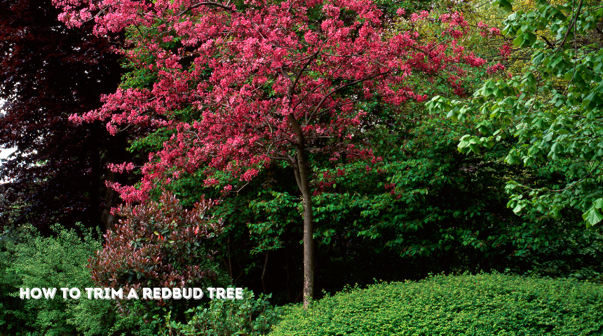 How To Trim A Redbud Tree?