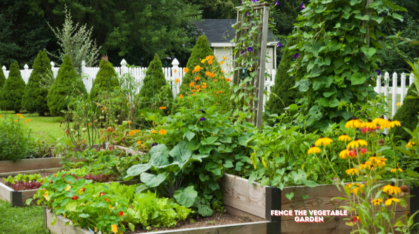 How to fence the vegetable garden?