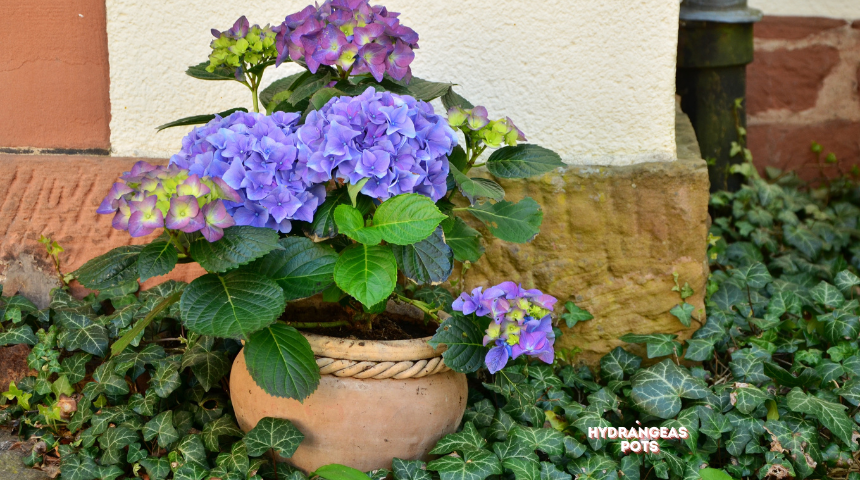 Can Hydrangeas Survive Winter In Pots?