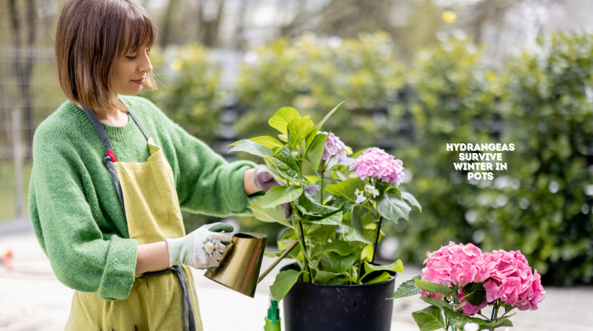 Can Hydrangeas Survive Winter In Pots?