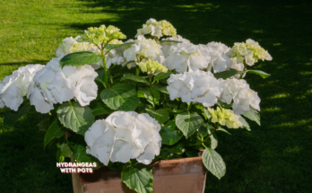 Can Hydrangeas Survive Winter In Pots?