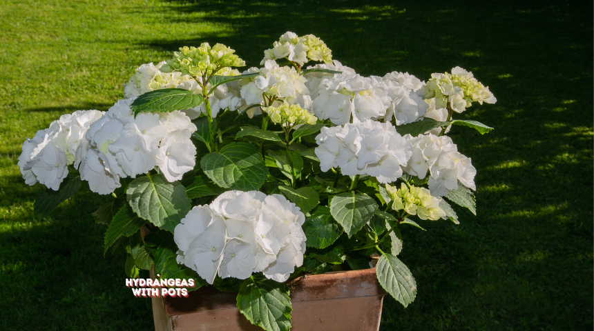 Can Hydrangeas Survive Winter In Pots?