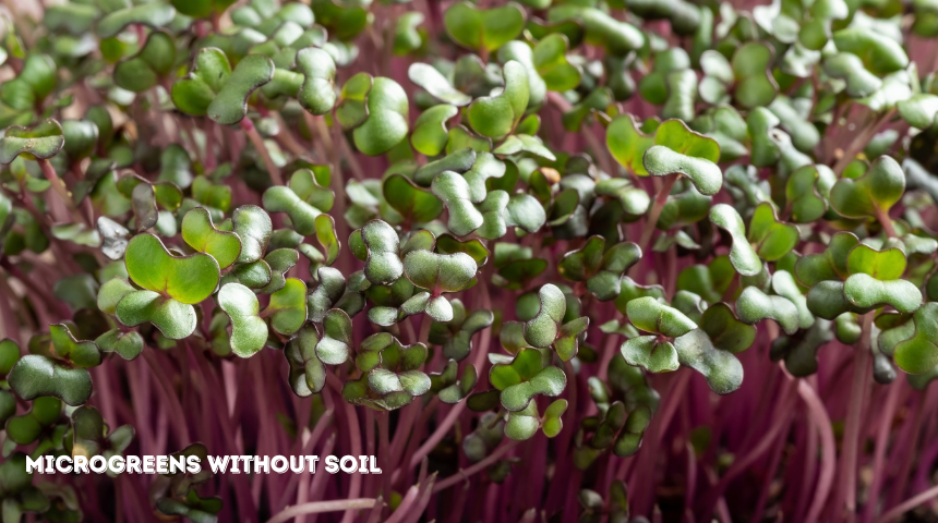 How To Grow Microgreens Without Soil