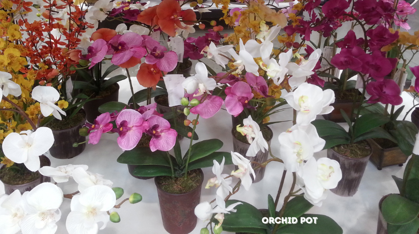 Why Do Orchid Pots Have Holes?