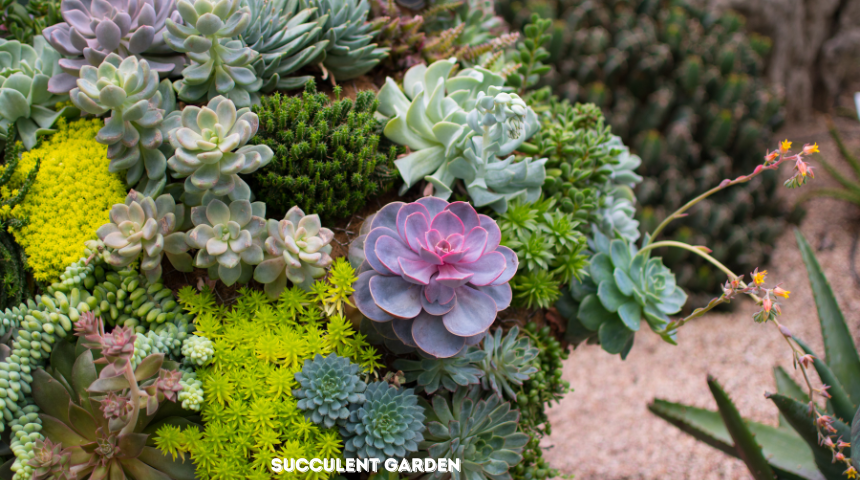 Succulent Garden Ideas for Small Spaces