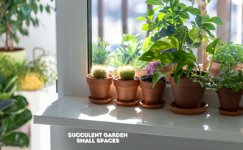 Succulent Garden Ideas for Small Spaces