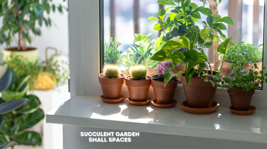 Succulent Garden Ideas for Small Spaces