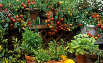 The 10 Best Ideas for Fruit Garden